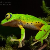 Pseudophilautus poppiae Megaskumbura & Manamendra-Arachcchi, 2005